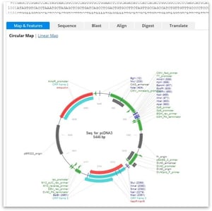 molecular biology- plasmid map